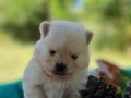 Şecereli Rezerveye açık Tedyface Pomeranian Yavrularımız 