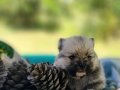 Şecereli Rezerveye açık Tedyface Pomeranian Yavrularımız 