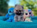 Tedyface neşe kaynağı Pomeranian Yavrularımız 