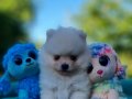 Tedyface neşe kaynağı Pomeranian Yavrularımız 