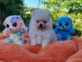 Tedyface neşe kaynağı Pomeranian Yavrularımız 