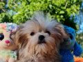 Şeker gibi Morkie Yavrularımız 
