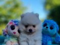 Şirin mi şirin Pomeranian Yavrularımız 