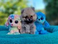 Şirin mi şirin Pomeranian Yavrularımız 