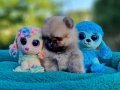 Şirin mi şirin Pomeranian Yavrularımız 