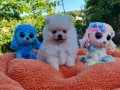 Şirin mi şirin Pomeranian Yavrularımız 