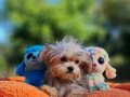 Neşe bombası Morkie Yavrularımız 