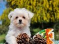 Neşe bombası Morkie Yavrularımız 