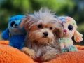 Teacup Morkie Yavrularımız 