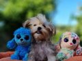 Teacup Morkie Yavrularımız 