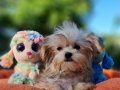 Teacup Morkie Yavrularımız 
