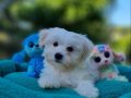 Teacup Morkie Yavrularımız 