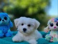 Teacup Morkie Yavrularımız 