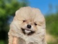 Tedyface Şecereli Pomeranian Yavrularımız 