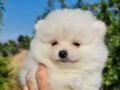 Tedyface Şecereli Pomeranian Yavrularımız 