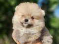 Tedyface Şecereli Pomeranian Yavrularımız 