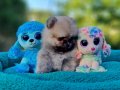Tedyface Şecereli Pomeranian Yavrularımız 