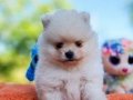 Tedyface Şecereli Pomeranian Yavrularımız 