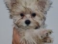 Tedyface Morkie Yavrularımız 