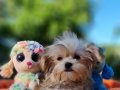 Tedyface Morkie Yavrularımız 
