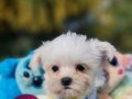 Tedyface Morkie Yavrularımız 