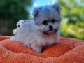 Tedyface Morkie Yavrularımız 