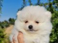 Tedyface Şecereli Pomeranian Yavrularımız 