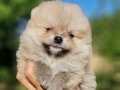 Tedyface Şecereli Pomeranian Yavrularımız 