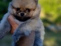 Tedyface Şecereli Pomeranian Yavrularımız 