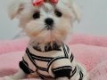 Şecereli Micro Kore Maltese Yavrularımız 
