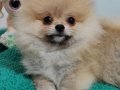 Şecereli Teacup Pomeranian Yavrularımız 