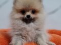 Şecereli Teacup Pomeranian Yavrularımız 