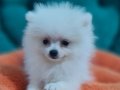 Şecereli Teacup Pomeranian Yavrularımız 