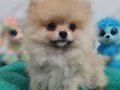 Şecereli Teacup Pomeranian Yavrularımız 