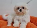 Şecereli Teacup Maltese Yavrularımız 