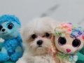 Şecereli Teacup Maltese Yavrularımız 