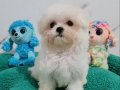 Şecereli Teacup Maltese Yavrularımız 