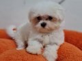 Şecereli Teacup Maltese Yavrularımız 