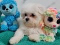 Şecereli Teacup Maltese Yavrularımız 