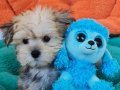 Evin Neşesi Morkie Yavrularımız 
