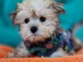 Evin Neşesi Morkie Yavrularımız 