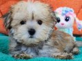 Evin Neşesi Morkie Yavrularımız 