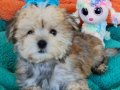 Evin Neşesi Morkie Yavrularımız 