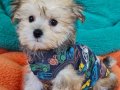 Evin Neşesi Morkie Yavrularımız 