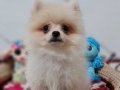 Şecereli Teacup Pomeranian Yavrularımız 