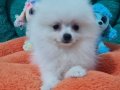 Şecereli Teacup Pomeranian Yavrularımız 