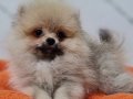 Şecereli Teacup Pomeranian Yavrularımız 