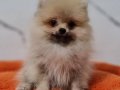 Şecereli Teacup Pomeranian Yavrularımız 