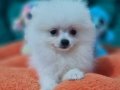 Şecereli Teacup Pomeranian Yavrularımız 