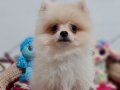 Mini Boy Şecere Belgeli Pomeranian Yavrularımız 